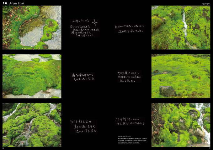 チャツボミコケ